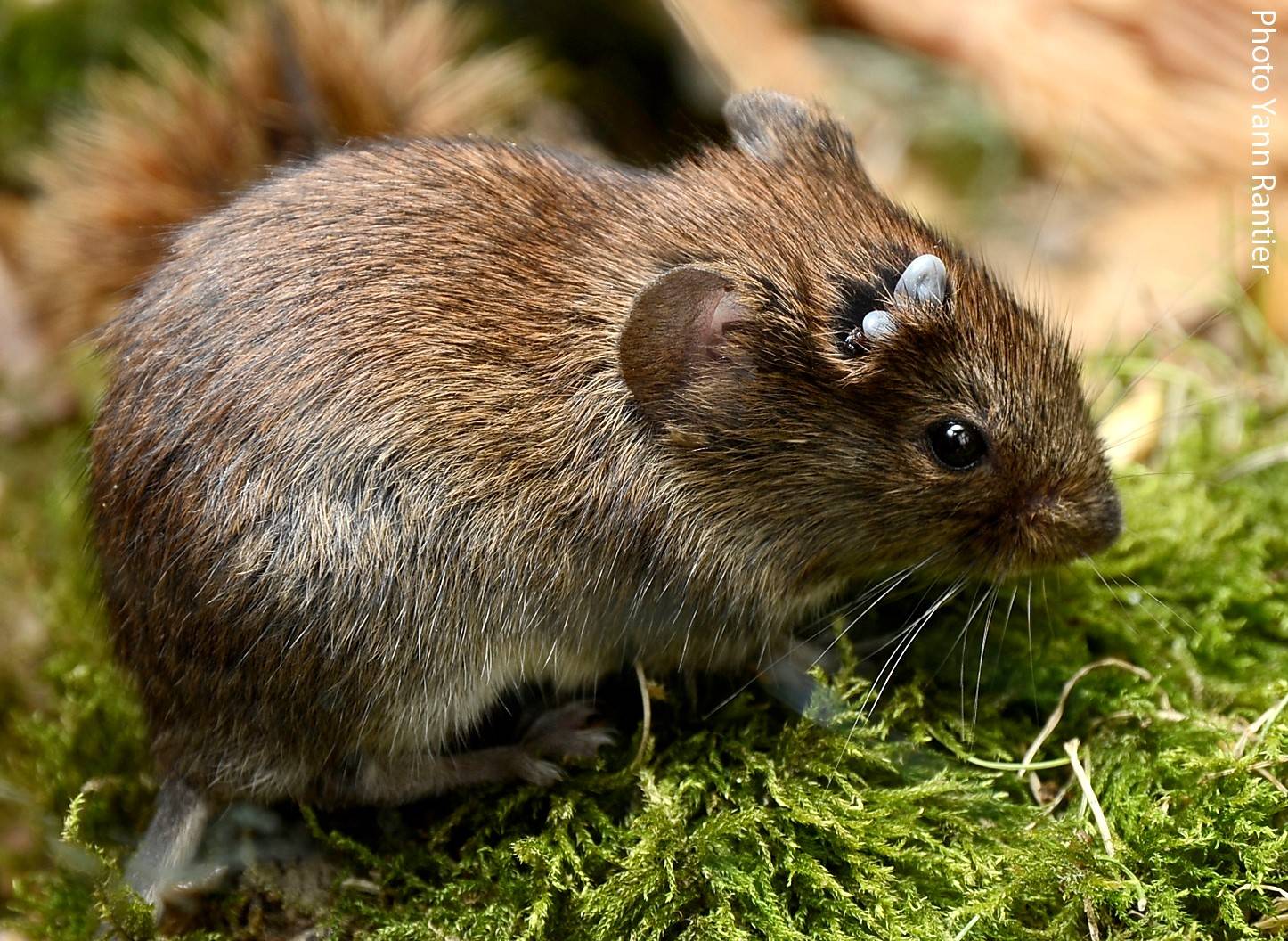 Ticks gorged on the head of a bank vole, one of the most common small rodent species in our agro-ecosystems.  Photo Yann Rantier (OSCAR project).