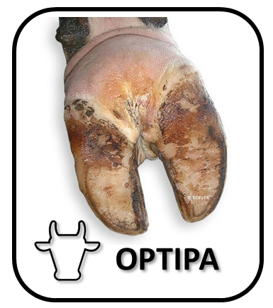 OPTIPA.png
