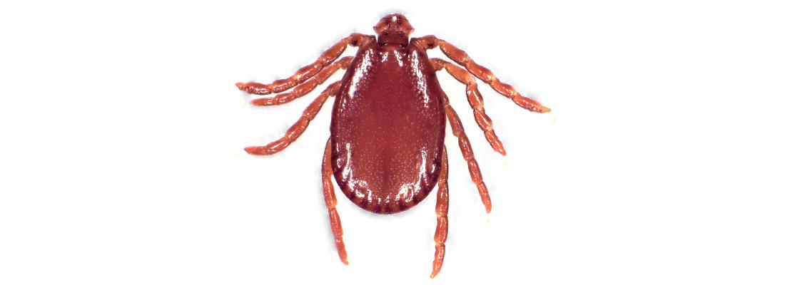 Tick-borne infectious agents: Anaplasma capra, a bacterial species newly described in France
